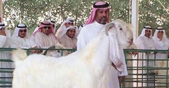 عروض من عالم الخيال لماعز الفرس الابيض صورة رقم 1