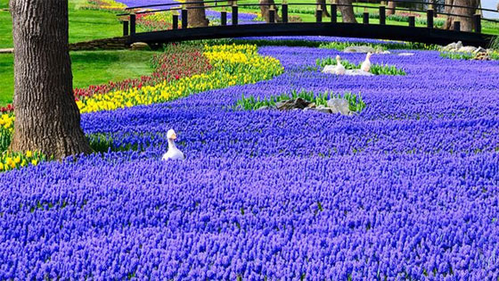 زهرة التوليب.. مهرجان يملأ اسطنبول ازهارا وفرحا صورة رقم 4