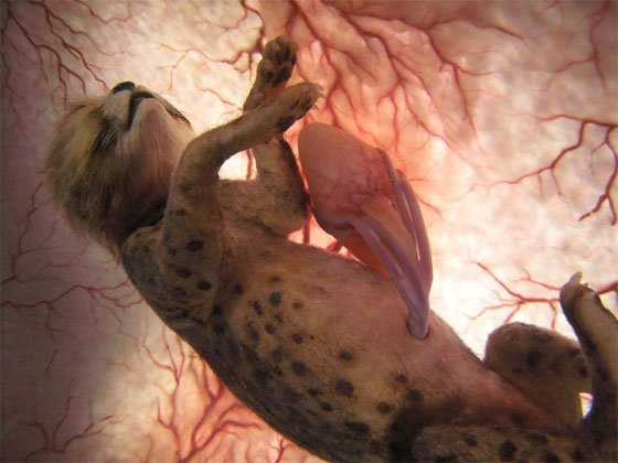 صور مذهلة: حيوانات داخل رحم أمهاتها.. شيء لا يُصدّق! صورة رقم 11 صور مذهلة: حيوانات داخل رحم أمهاتها.. شيء لا يُصدّق! صورة رقم 11
