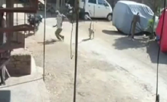 القرد الغادر يضرب في الظهر.. شاهد الفيديو صورة رقم 1