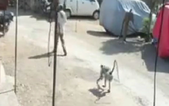 القرد الغادر يضرب في الظهر.. شاهد الفيديو صورة رقم 3