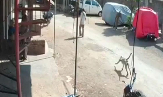 القرد الغادر يضرب في الظهر.. شاهد الفيديو صورة رقم 4