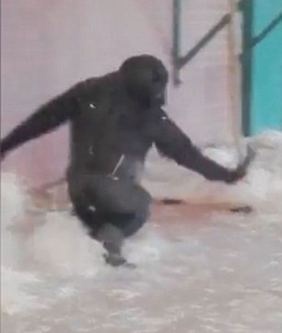 فيديو وصور للغوريلا لوبي التي اكتشفت فجأة انها راقصة باليه صورة رقم 4