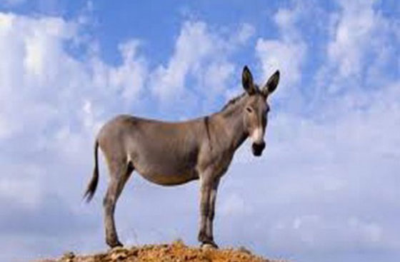 فككت الشرطة لغزها.. جريمة قتل غامضة في السودان مرتكبها حمار!! صورة رقم 1 فككت الشرطة لغزها.. جريمة قتل غامضة في السودان مرتكبها حمار!! صورة رقم 1