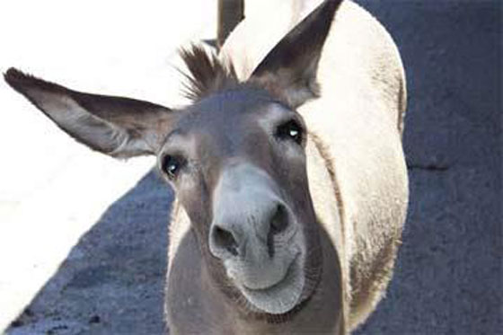 فككت الشرطة لغزها.. جريمة قتل غامضة في السودان مرتكبها حمار!! صورة رقم 3 فككت الشرطة لغزها.. جريمة قتل غامضة في السودان مرتكبها حمار!! صورة رقم 3