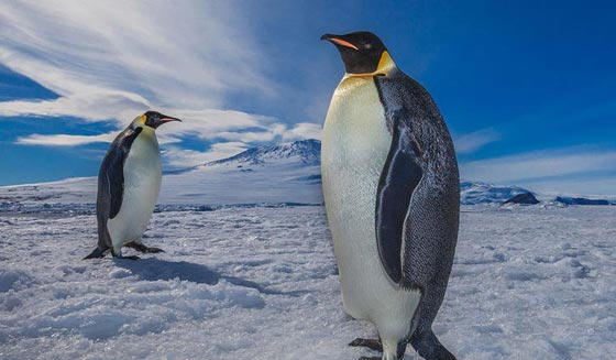 في اليوم العالمي للبطريق المهدد بالانقراض.. اليك كل المعلومات عنه صورة رقم 1
