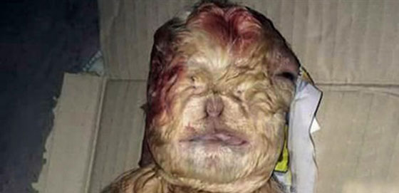 ولادة تيس بوجه انسان في ماليزيا.. شاهد الصور صورة رقم 3