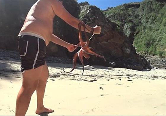  فيديو مثير.. اخطبوط يتعلق بيد رجل كان يحاول طهيه صورة رقم 3