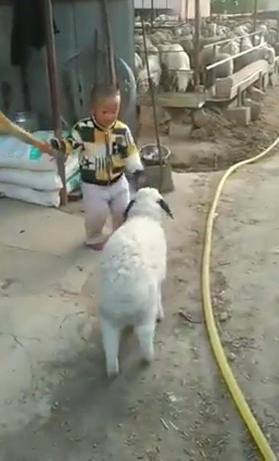 مصارعة حُرّة بين طفل وخروف وسط تشجيع الجمهور.. شاهد الفيديو صورة رقم 1