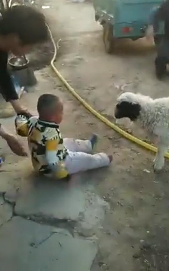 مصارعة حُرّة بين طفل وخروف وسط تشجيع الجمهور.. شاهد الفيديو صورة رقم 2