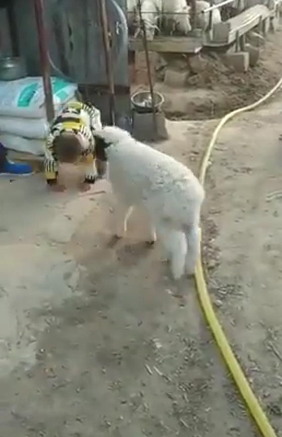 مصارعة حُرّة بين طفل وخروف وسط تشجيع الجمهور.. شاهد الفيديو صورة رقم 4