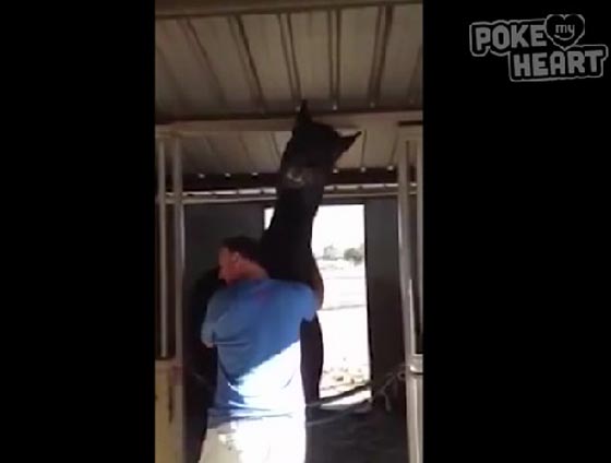 شاهد اروع اللحظات.. طفلة تعانق كلبها الضخم وحصان في حالة حب صورة رقم 3 شاهد اروع اللحظات.. طفلة تعانق كلبها الضخم وحصان في حالة حب صورة رقم 3