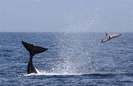 لقطات نادرة لا تفوت لانثى الحوت اثناء تعليمها الصيد لصغيرها صورة رقم 5