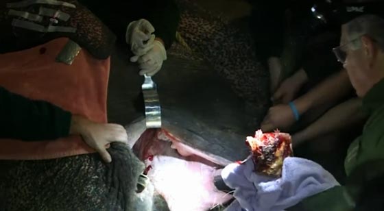 فيديو مذهل.. عملية جراحية لفيل بسبب الم شديد في اسنانه صورة رقم 4 فيديو مذهل.. عملية جراحية لفيل بسبب الم شديد في اسنانه صورة رقم 4