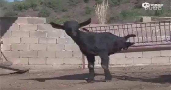 فيديو طريف.. ماعز تتغلب على اعاقتها وتتعلم المشي على قائمين صورة رقم 1