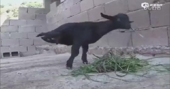 فيديو طريف.. ماعز تتغلب على اعاقتها وتتعلم المشي على قائمين صورة رقم 3