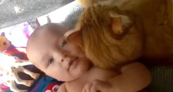 الحنان ليس وقفا على الانسان.. شاهد كيف عبر القط عن حبه لصديقه الطفل صورة رقم 4