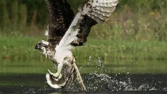 شاهد كيف يصطاد العقاب الاسماك الكبيرة بمهارة فائقة صورة رقم 5