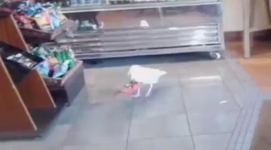 نورس يقتحم مقهى للسرقة وسط ذهول الجميع صورة رقم 2