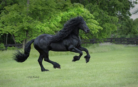  صور اجمل حصان في العالم: هل فعلا يشبه ممثلا ايطاليا؟ صورة رقم 3