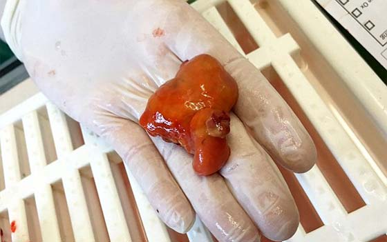 محبة زوجين لسمكتهما الصغيرة يدفعهما للسفر بعيدا.. بعيدا لعلاجها صورة رقم 4
