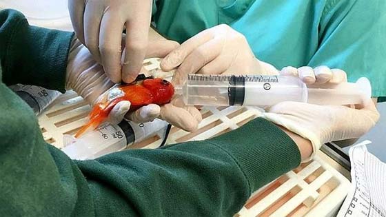 محبة زوجين لسمكتهما الصغيرة يدفعهما للسفر بعيدا.. بعيدا لعلاجها صورة رقم 1