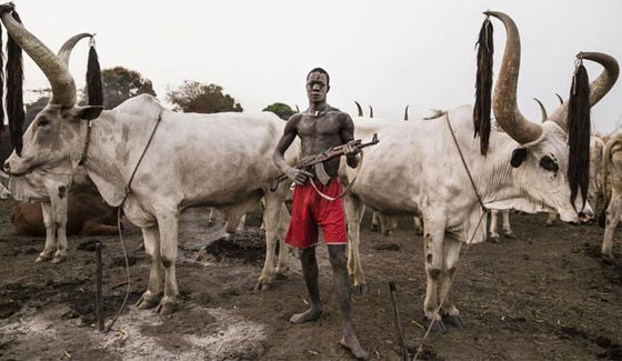من عجائب السودان.. رجال يفضلون الموت لتعيش ابقارهم!! صورة رقم 1 من عجائب السودان.. رجال يفضلون الموت لتعيش ابقارهم!! صورة رقم 1