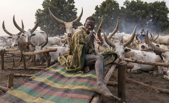 من عجائب السودان.. رجال يفضلون الموت لتعيش ابقارهم!! صورة رقم 3 من عجائب السودان.. رجال يفضلون الموت لتعيش ابقارهم!! صورة رقم 3
