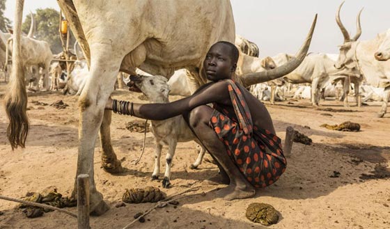 من عجائب السودان.. رجال يفضلون الموت لتعيش ابقارهم!! صورة رقم 4 من عجائب السودان.. رجال يفضلون الموت لتعيش ابقارهم!! صورة رقم 4
