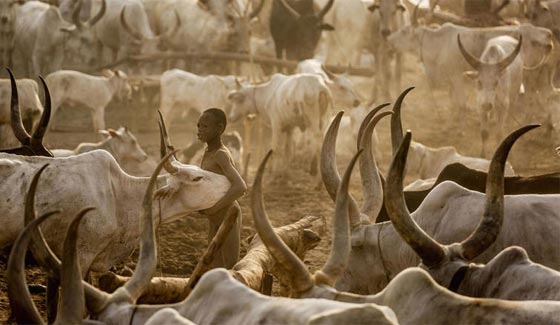 من عجائب السودان.. رجال يفضلون الموت لتعيش ابقارهم!! صورة رقم 6 من عجائب السودان.. رجال يفضلون الموت لتعيش ابقارهم!! صورة رقم 6