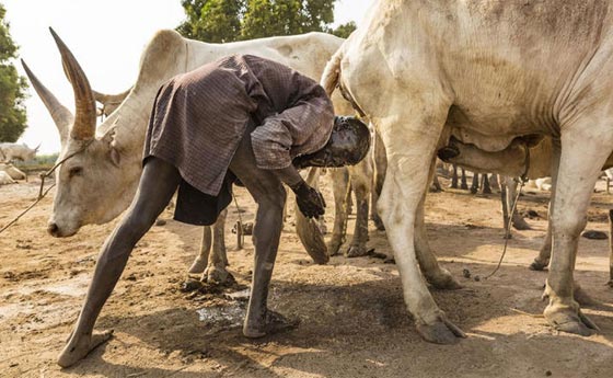من عجائب السودان.. رجال يفضلون الموت لتعيش ابقارهم!! صورة رقم 7 من عجائب السودان.. رجال يفضلون الموت لتعيش ابقارهم!! صورة رقم 7