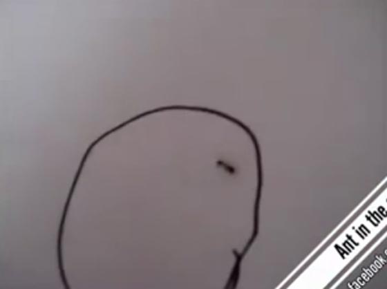 فيديو طريف.. نملة محاصرة داخل رسم دائرة شاهدها الملايين صورة رقم 1