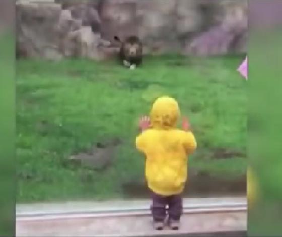 فيديو مثير.. لوح زجاج فاصل بين طفل والموت بأنياب الاسد صورة رقم 1