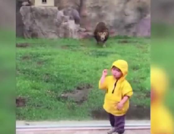 فيديو مثير.. لوح زجاج فاصل بين طفل والموت بأنياب الاسد صورة رقم 2