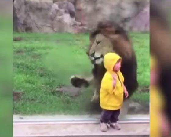 فيديو مثير.. لوح زجاج فاصل بين طفل والموت بأنياب الاسد صورة رقم 3