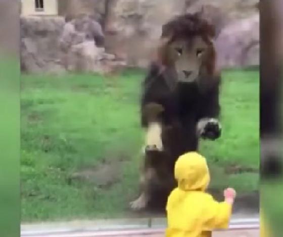 فيديو مثير.. لوح زجاج فاصل بين طفل والموت بأنياب الاسد صورة رقم 4