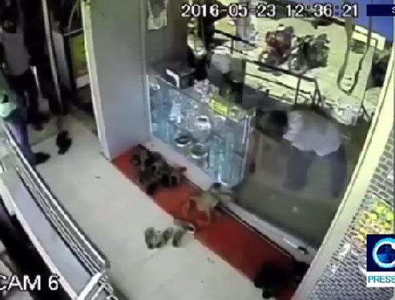 فيديو طريف لقرد يسرق من متجر مجوهرات ويلوذ بالفرار صورة رقم 1
