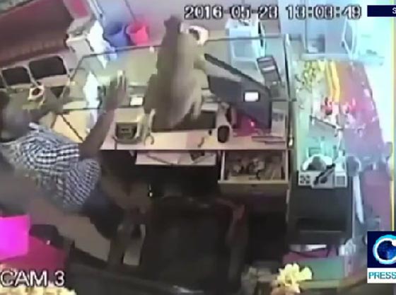 فيديو طريف لقرد يسرق من متجر مجوهرات ويلوذ بالفرار صورة رقم 3