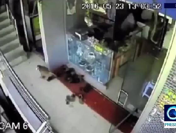 فيديو طريف لقرد يسرق من متجر مجوهرات ويلوذ بالفرار صورة رقم 4