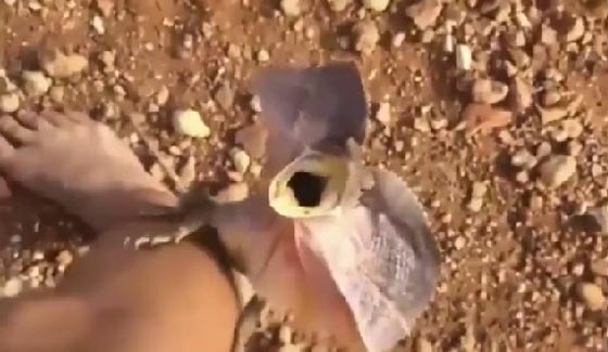فيديو طريف.. سحلية ضخمة تطارد شابا حاول تصويرها صورة رقم 1