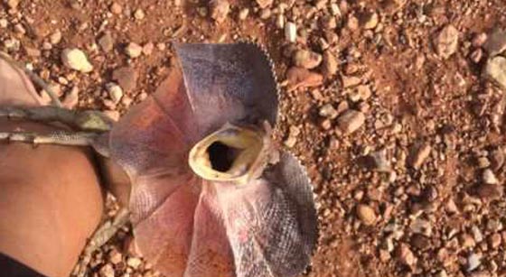 فيديو طريف.. سحلية ضخمة تطارد شابا حاول تصويرها صورة رقم 2