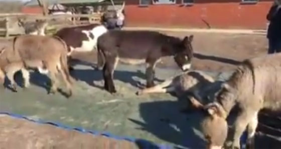 فيديو مؤثر.. حمير تندب موت حمار في الحظيرة وتحاول ايقاظه صورة رقم 2