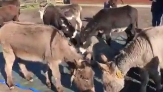  فيديو مؤثر.. حمير تندب موت حمار في الحظيرة وتحاول ايقاظه صورة رقم 3