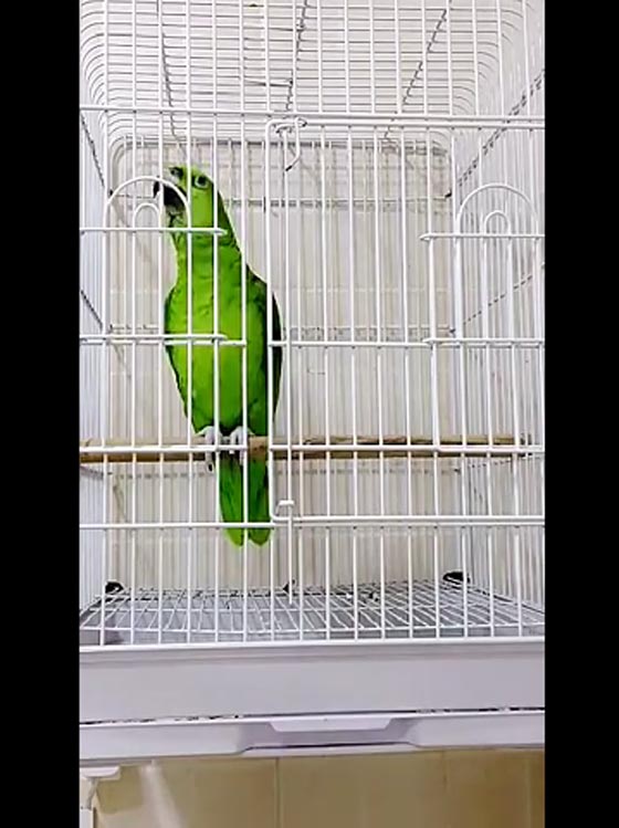 ببغاء تؤدي الصلاة بطريقة محترفة.. شاهد الفيديو صورة رقم 2