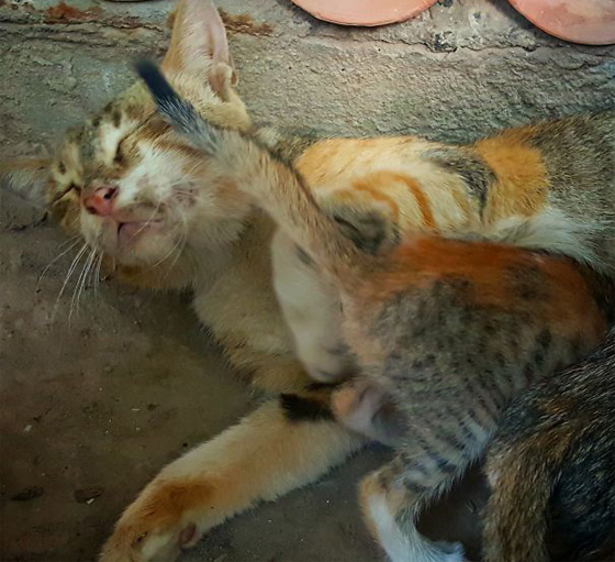 الجانب السلبي للامومة لدى الحيوانات.. صور ضاحكة واخرى مملة صورة رقم 28