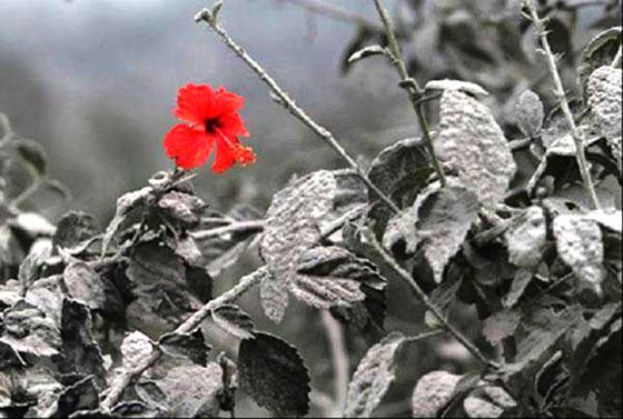 عشر صور وعشر قصص.. اغرب من الفوتوشوب!! صورة رقم 7 عشر صور وعشر قصص.. اغرب من الفوتوشوب!! صورة رقم 7