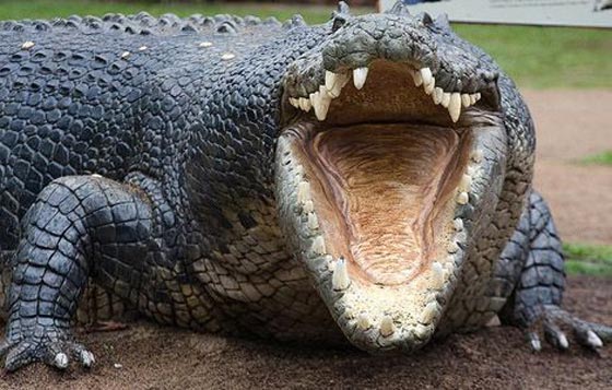  كيف تتفادى هجوم حيوان مفترس قد تتعرض له؟! صورة رقم 1