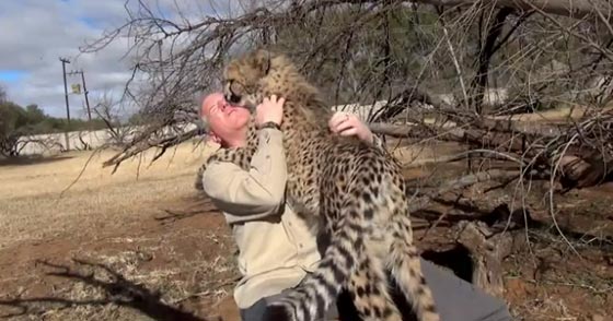 فيديو مثير يسلط الضوء على صداقة نادرة تجمع بين رجل وفهد صورة رقم 5