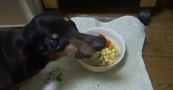 فيديو طريف.. هجوم شرس لاربعة كلاب على وجبة طعام صورة رقم 3 فيديو طريف.. هجوم شرس لاربعة كلاب على وجبة طعام صورة رقم 3