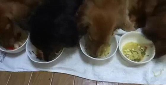 فيديو طريف.. هجوم شرس لاربعة كلاب على وجبة طعام صورة رقم 4 فيديو طريف.. هجوم شرس لاربعة كلاب على وجبة طعام صورة رقم 4